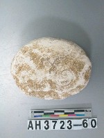 藏品(小型螺蓋製貝刮器)的圖片